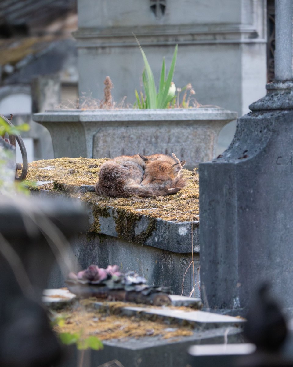 Benoît GALLOT tweet media