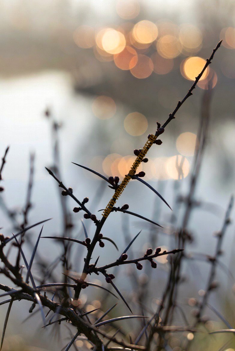 𝕃𝕚𝕤𝕖𝕥𝕥𝕖 𝕋𝕙𝕖𝕚𝕛𝕤𝕤𝕖𝕟 tweet media