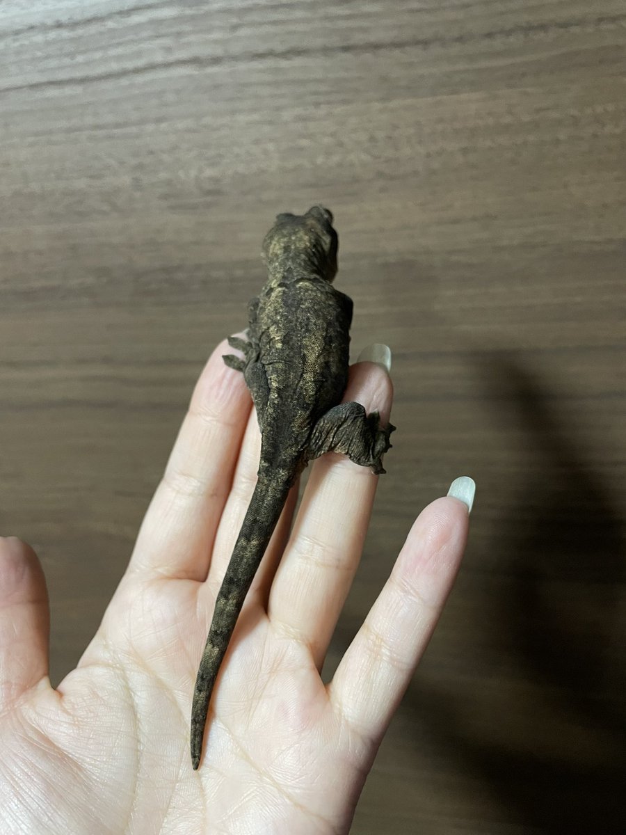 爬虫類ぽわ tweet media