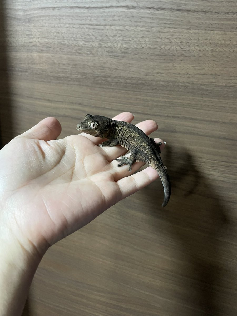 爬虫類ぽわ tweet media