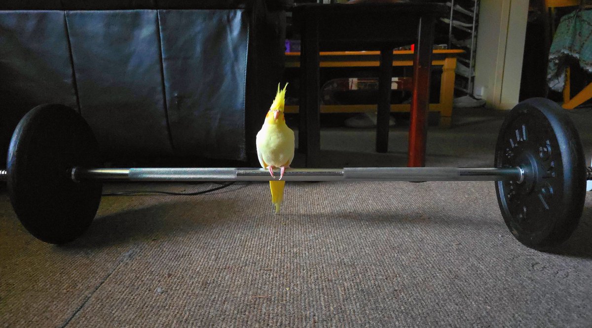 RaeRae 🦖 tweet media