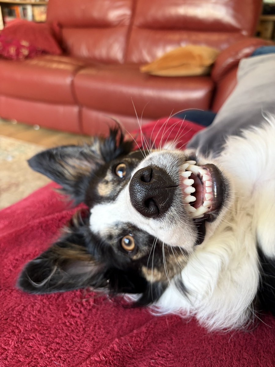 Puppy Bess and Auntie Kes tweet media