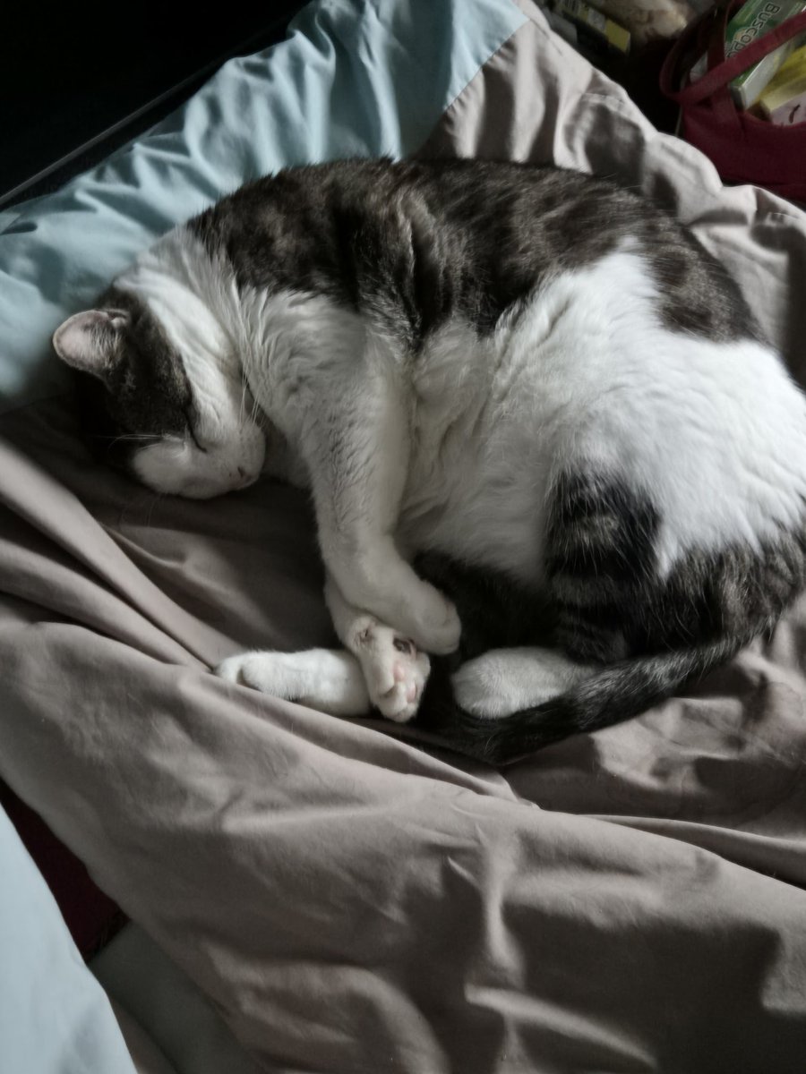 Bramble, Mum &🌈Angel Tommy tweet media