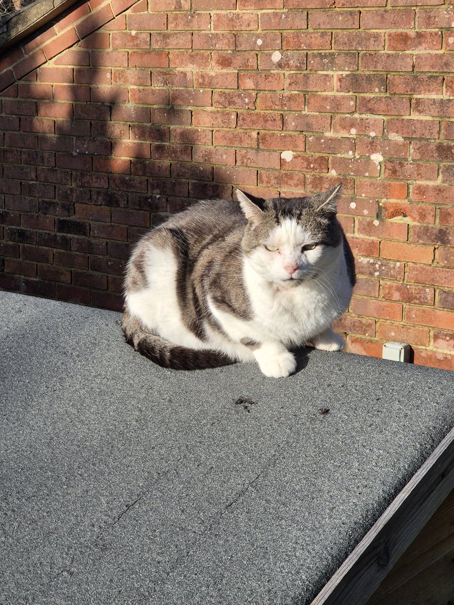 Bramble, Mum &🌈Angel Tommy tweet media