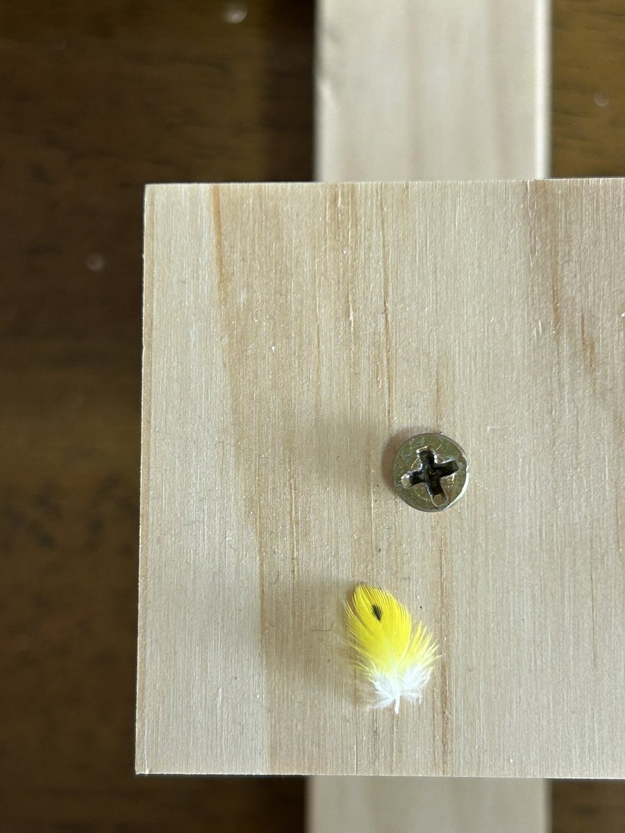 貴重なポッチ発見✨💛