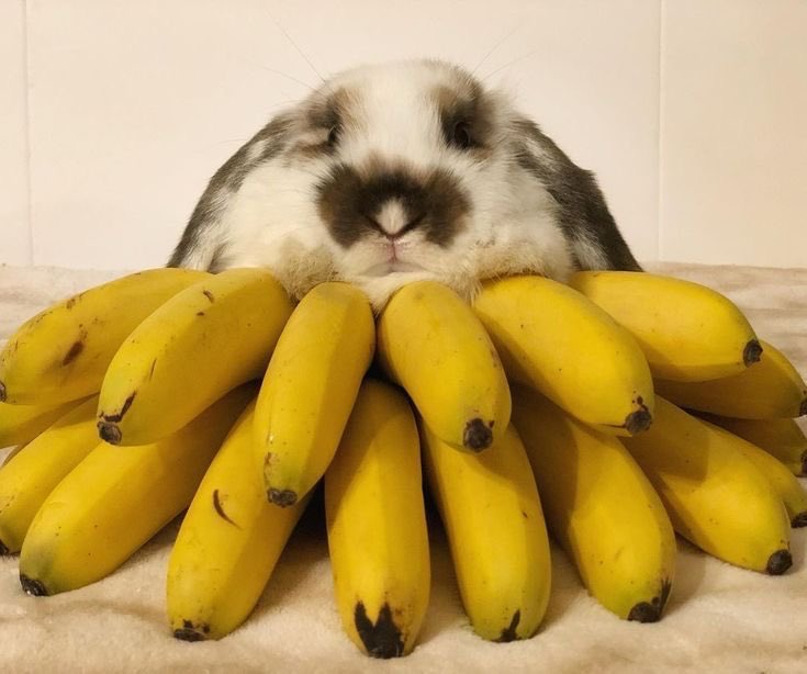 thatdumbrabbit2's tweet photo. @breadry0 Nanners https://t.co/U8681L9kul