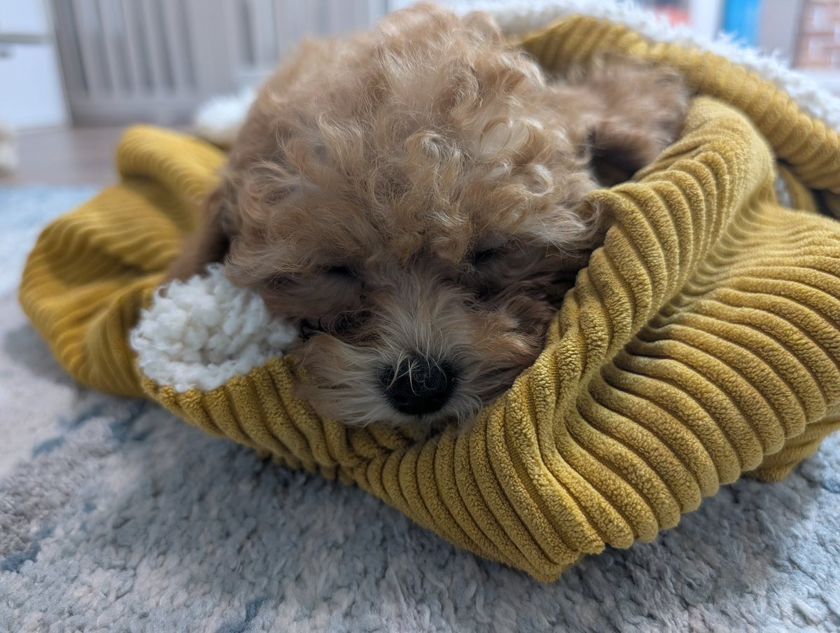 【NEXUS】ぴこ魔神 tweet media