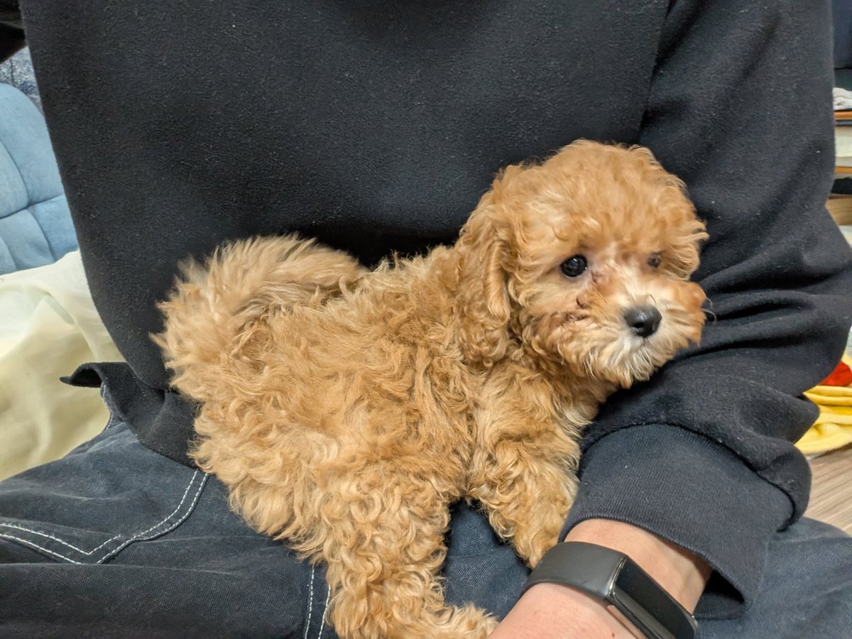 【NEXUS】ぴこ魔神 tweet media