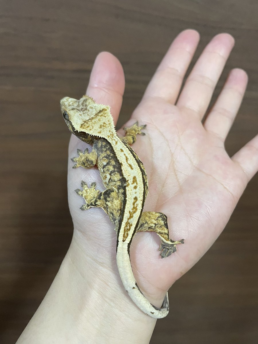 爬虫類ぽわ tweet media