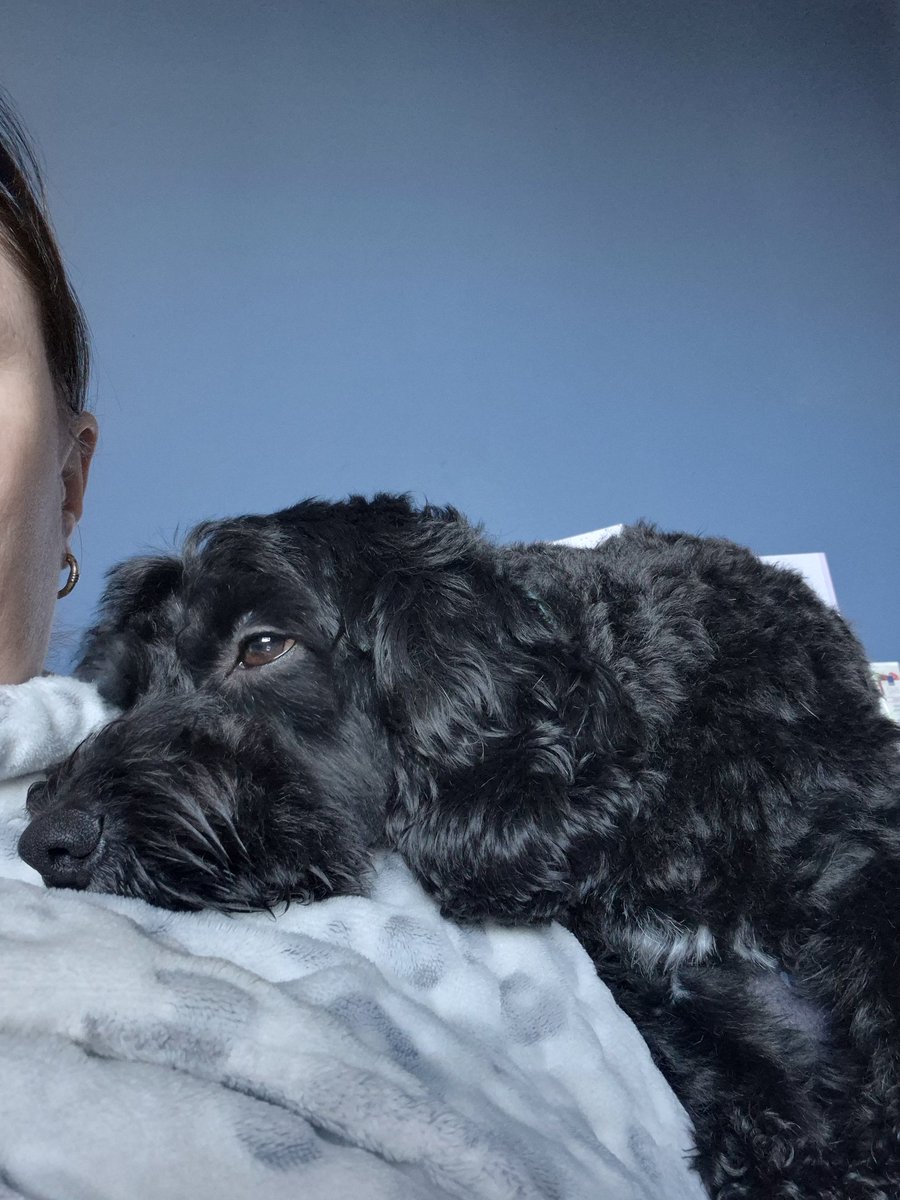 Dexter Cockapoo tweet media