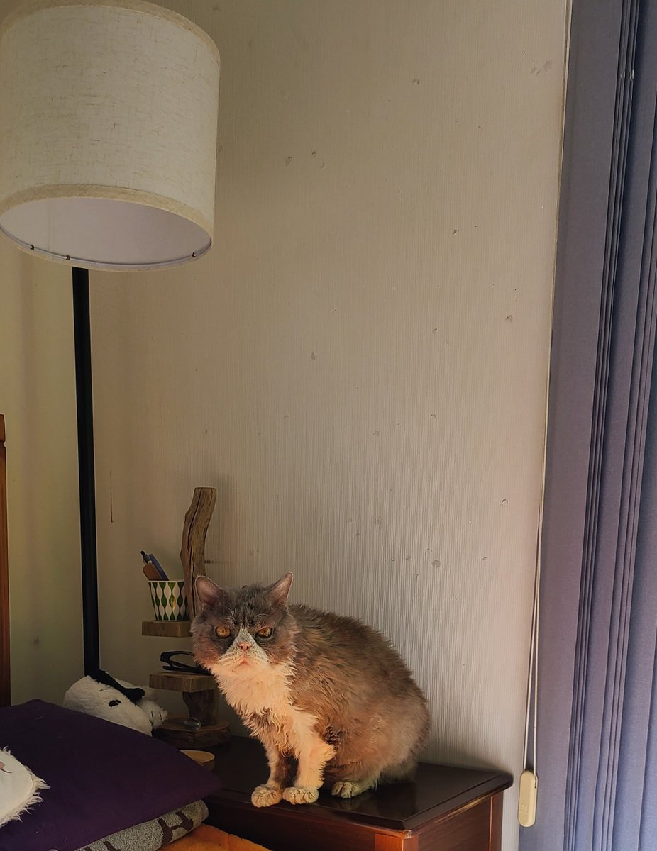 マナミ tweet media