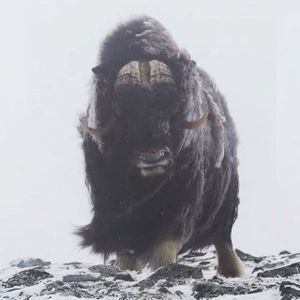 Gcjlqkle's tweet image. ⚡QUICK TRADE⚡👉 web3.okx.com/join/VIPSS
🔃- Anti-Scam – Detect red flags before you buy -🔃

2K7mHEU8M5RCzXQE95L66GqLxhtnCYJxrSY6giXTn9P4
🧠 Smart Money - Buy-&amp;gt;10.17SOL $MUSK 🧠

✨ TXS : 60/$35.5K
💫 MC : 29.2K