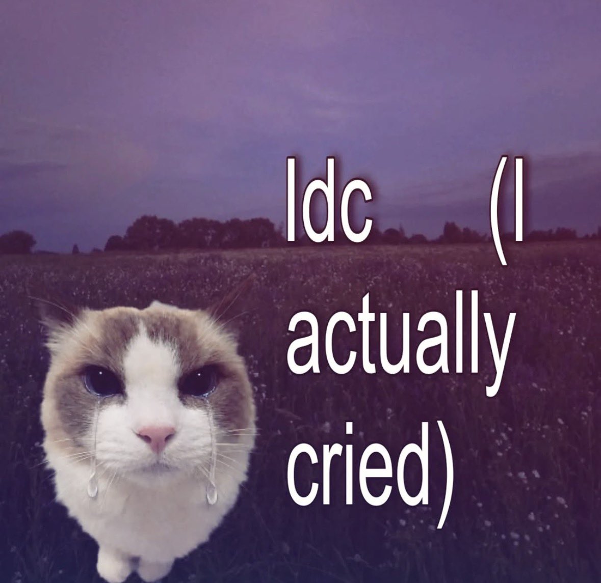 LiterallyMeCats (@literallymecats) on Twitter photo 