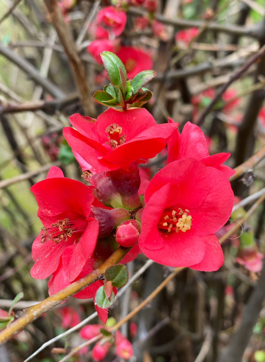 DenizMontreal's tweet image. Hava hala soğuk ama bahar dalları çiçeklendi, şükür..  #springseason 🌱🌸🍃