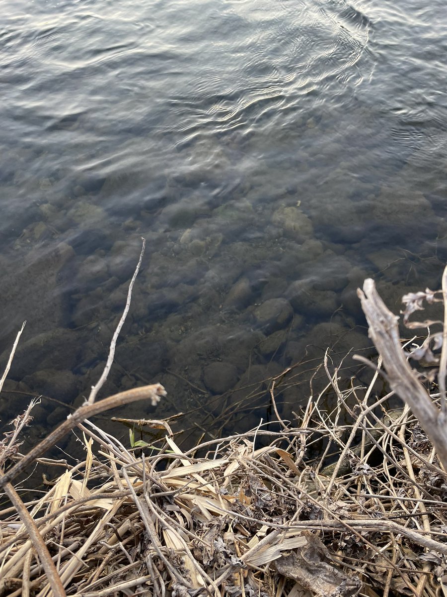 まつかさ堂 tweet media