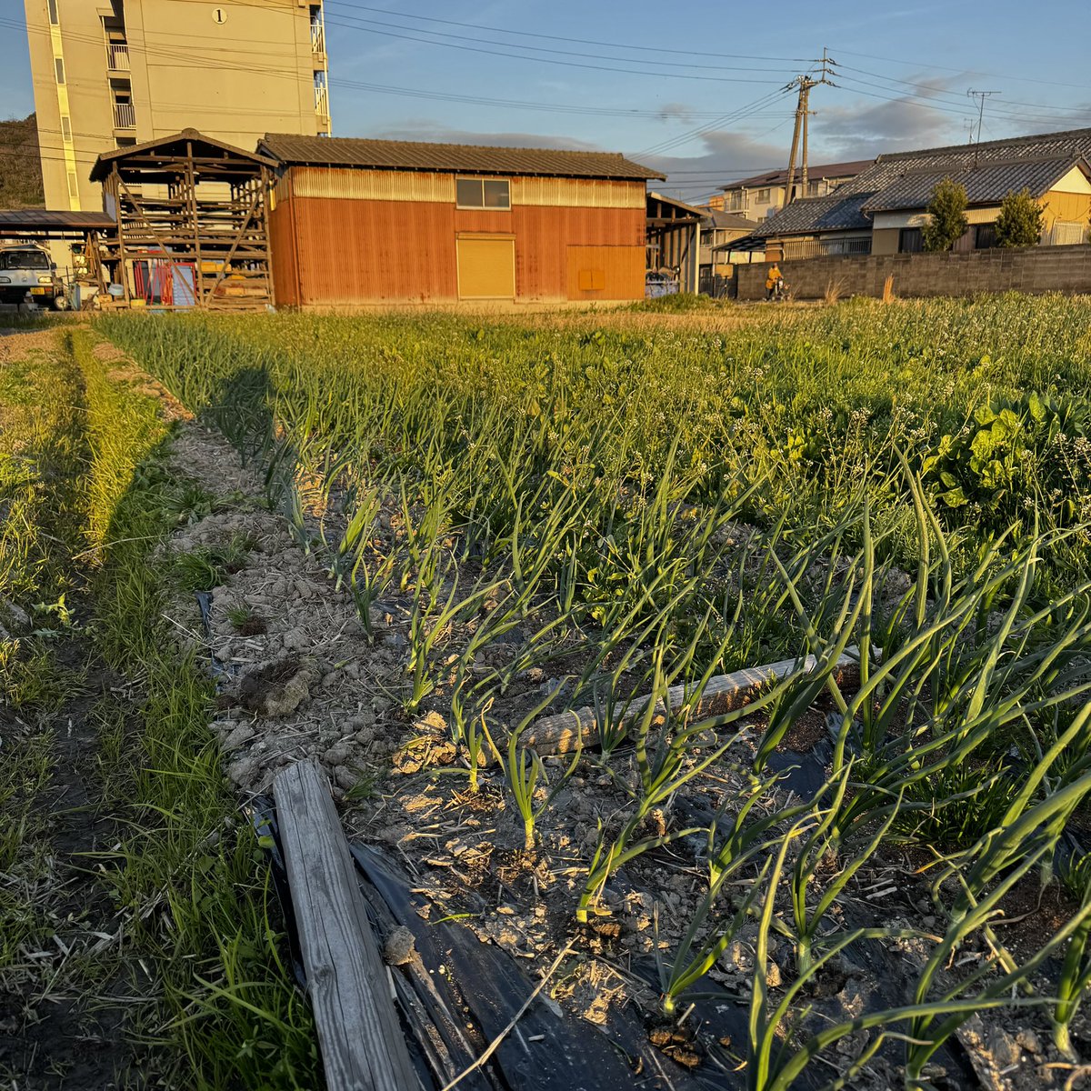 今日はタマネギの草取り
