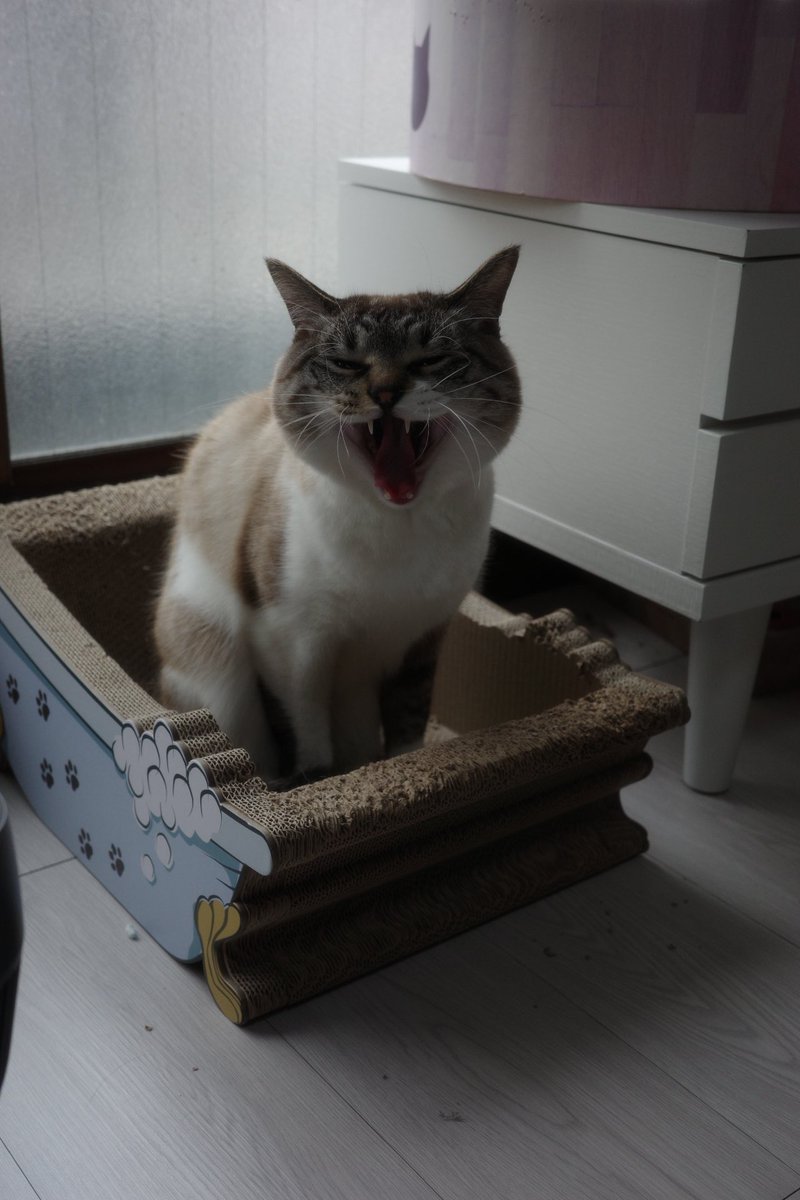 天使👼こめ tweet media