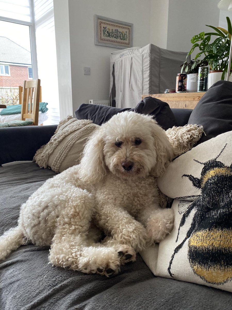 izzie naylor tweet media