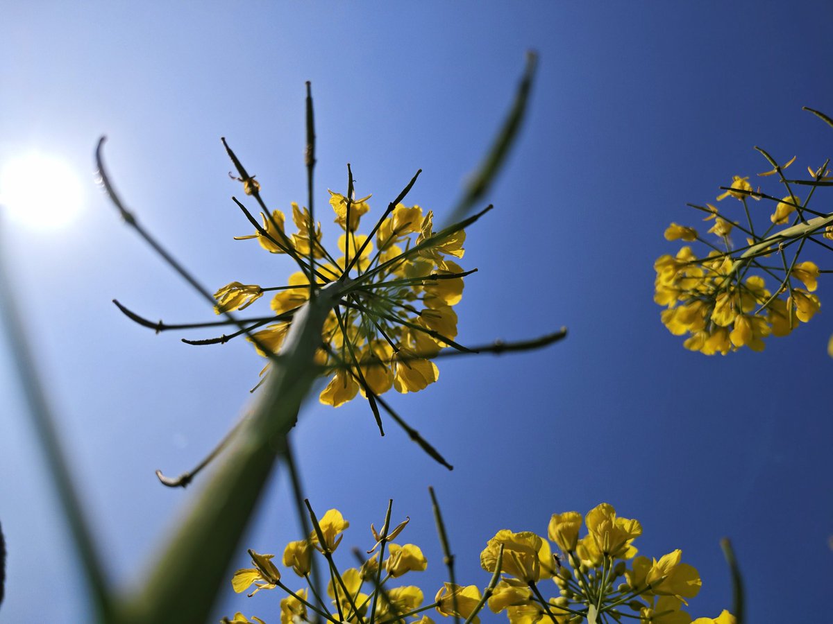 yang｜IP tweet media