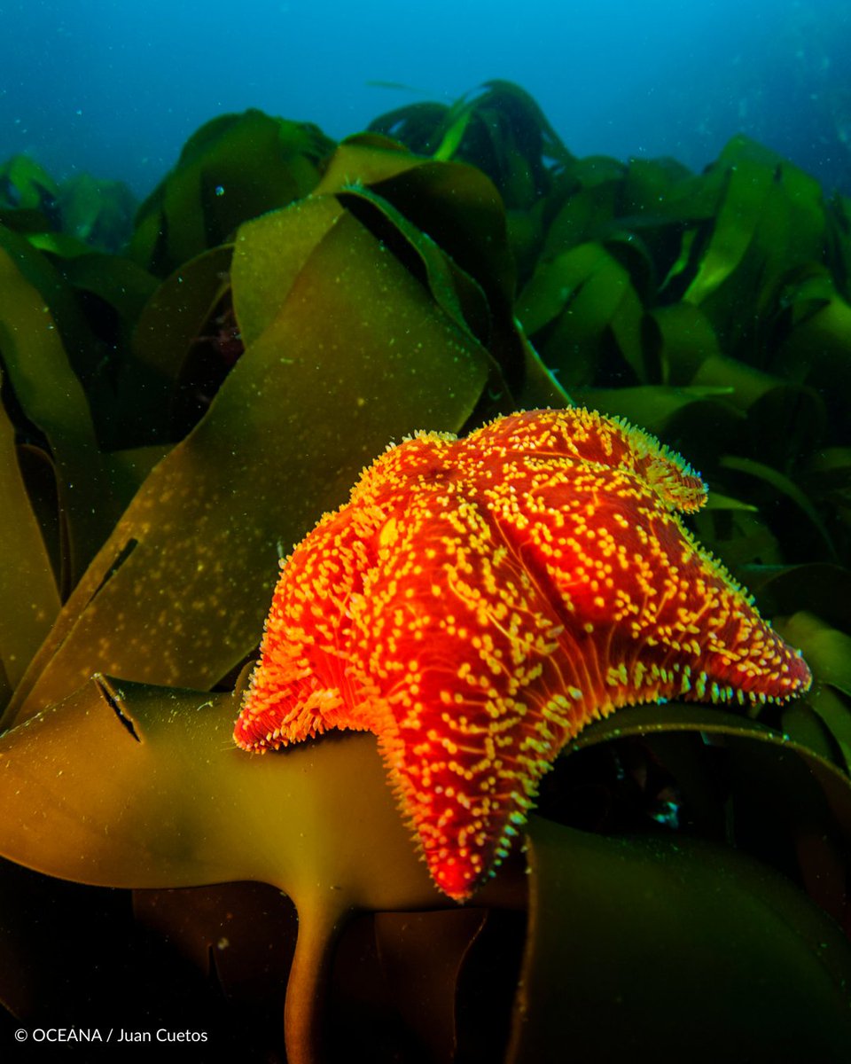 Oceana UK tweet media