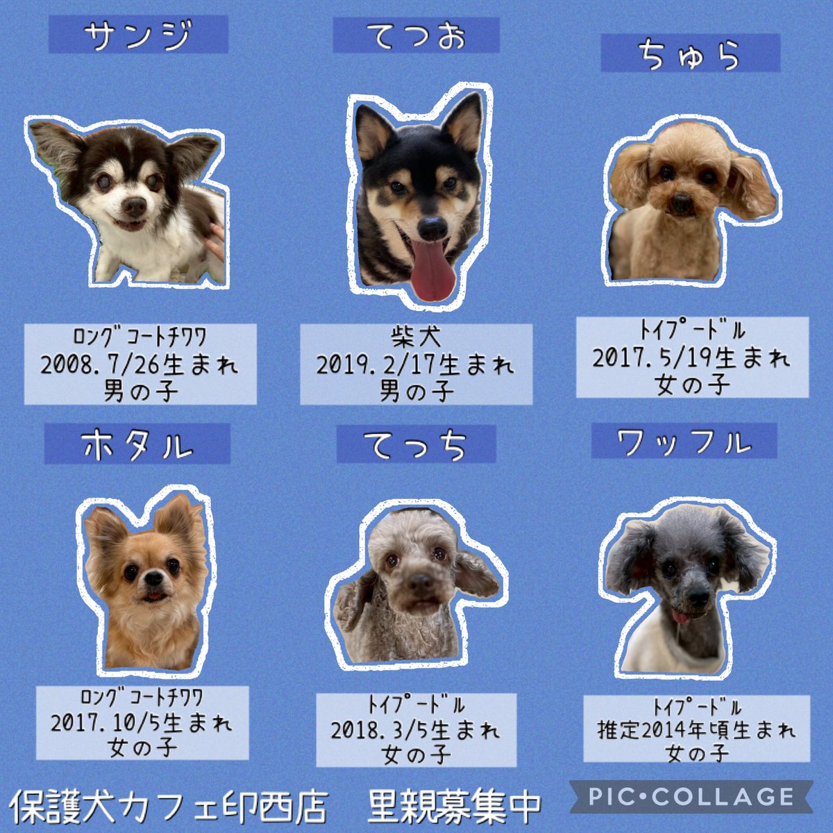 HOGOKEN_INZAI's tweet photo. 🌼#拡散希望 🌼

現在、保護犬カフェ印西店にて
里親募集をしているわんちゃんたちです🐶♡

・

※面会や里親希望者様は、事前にお電話にてお問い合わせください。

※すでに新しい家族が決まっていたり、病院に出掛けていて不在のことや、店舗移動している場合があります。 https://t.co/qhIqBlsAUW