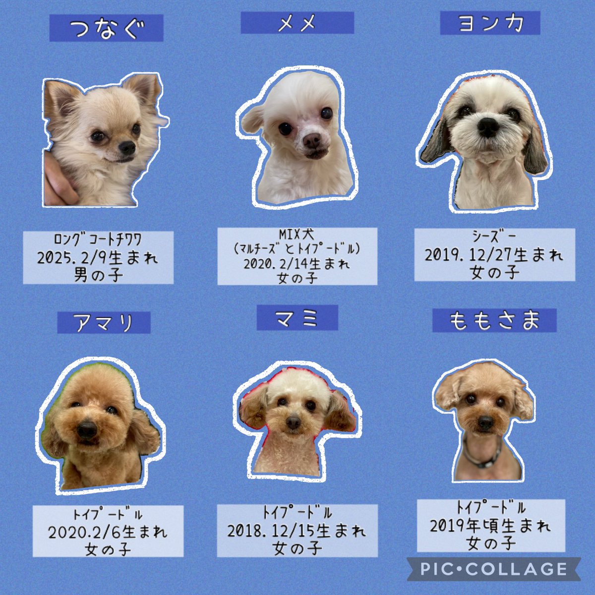 HOGOKEN_INZAI's tweet photo. 🌼#拡散希望 🌼

現在、保護犬カフェ印西店にて
里親募集をしているわんちゃんたちです🐶♡

・

※面会や里親希望者様は、事前にお電話にてお問い合わせください。

※すでに新しい家族が決まっていたり、病院に出掛けていて不在のことや、店舗移動している場合があります。 https://t.co/qhIqBlsAUW