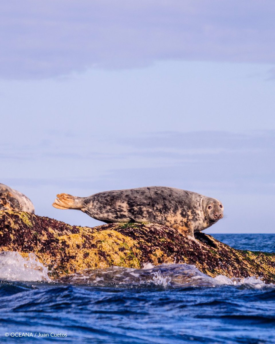 Oceana UK tweet media