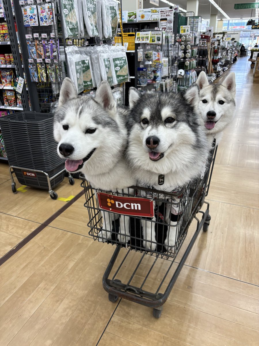 ぎゅーぎゅー2026
狭いけど楽しそう
#ハスキー