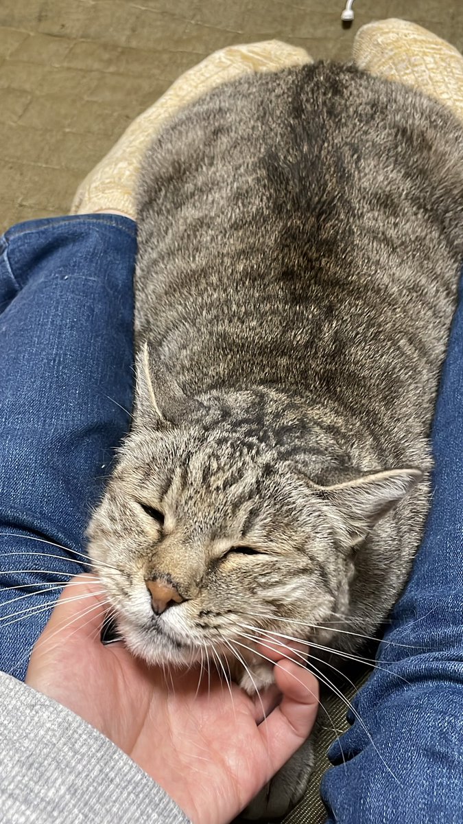 迷い猫小雪 tweet media