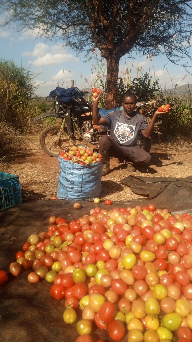 migwijathi's tweet photo. @Evanskate1o Support a tomato farmer, here in kenya I'll appreciate any amount that you send https://t.co/jioaTbU8WB