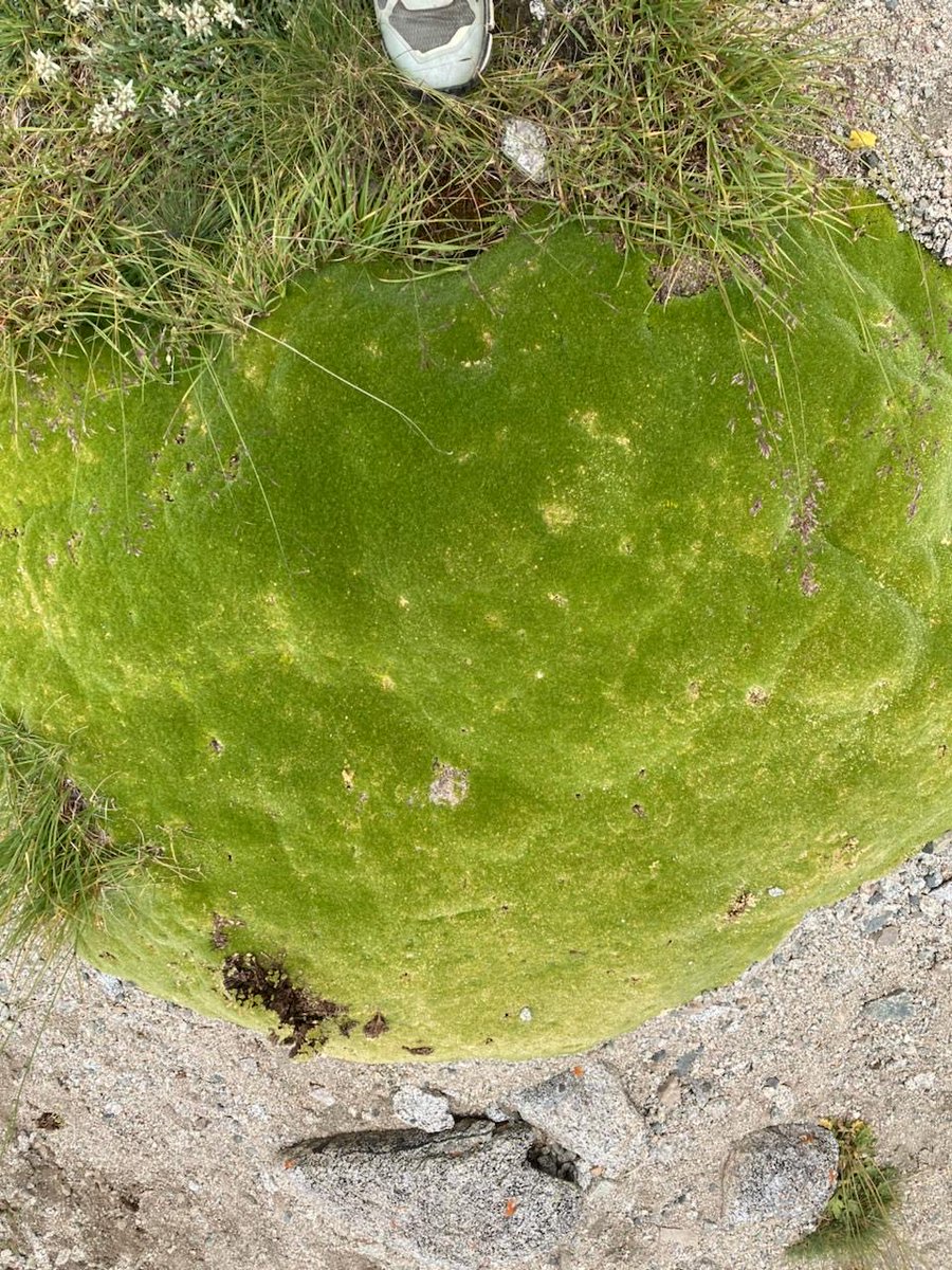 Maksim Subota tweet media