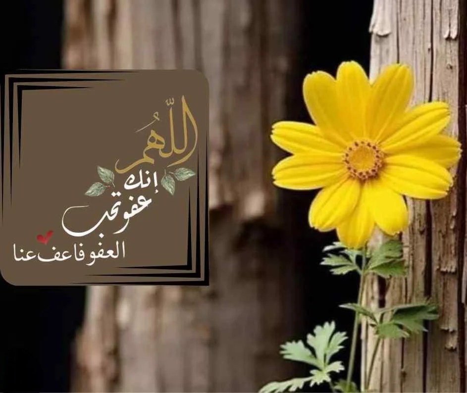 صـــرخـﮧ صمـــت 🖤 tweet media