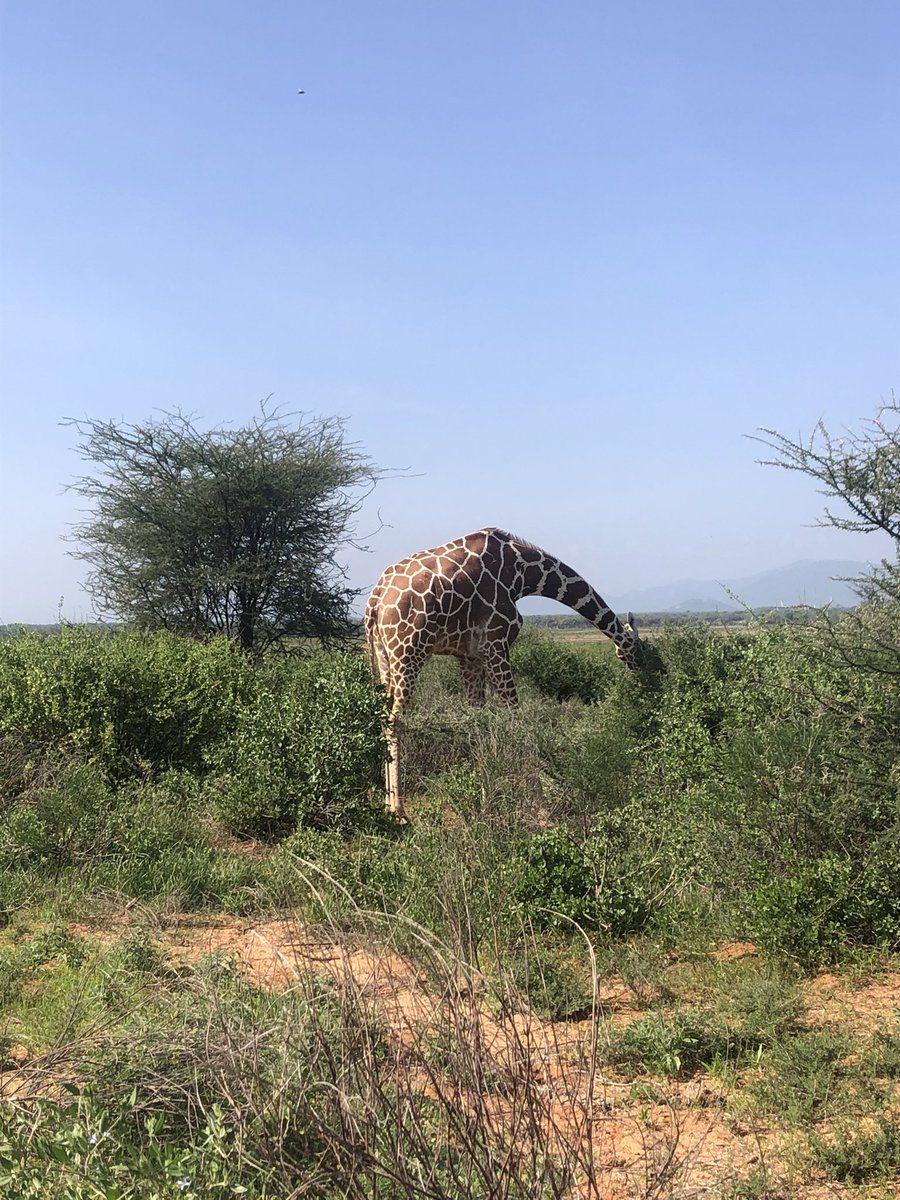 Sam L. Lenaibalatia 🇰🇪 tweet media