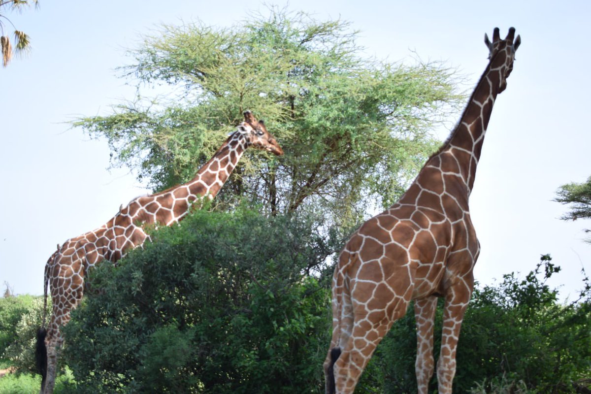 Sam L. Lenaibalatia 🇰🇪 tweet media