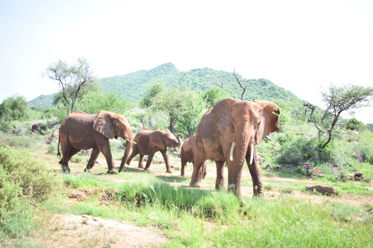 Sam L. Lenaibalatia 🇰🇪 tweet media