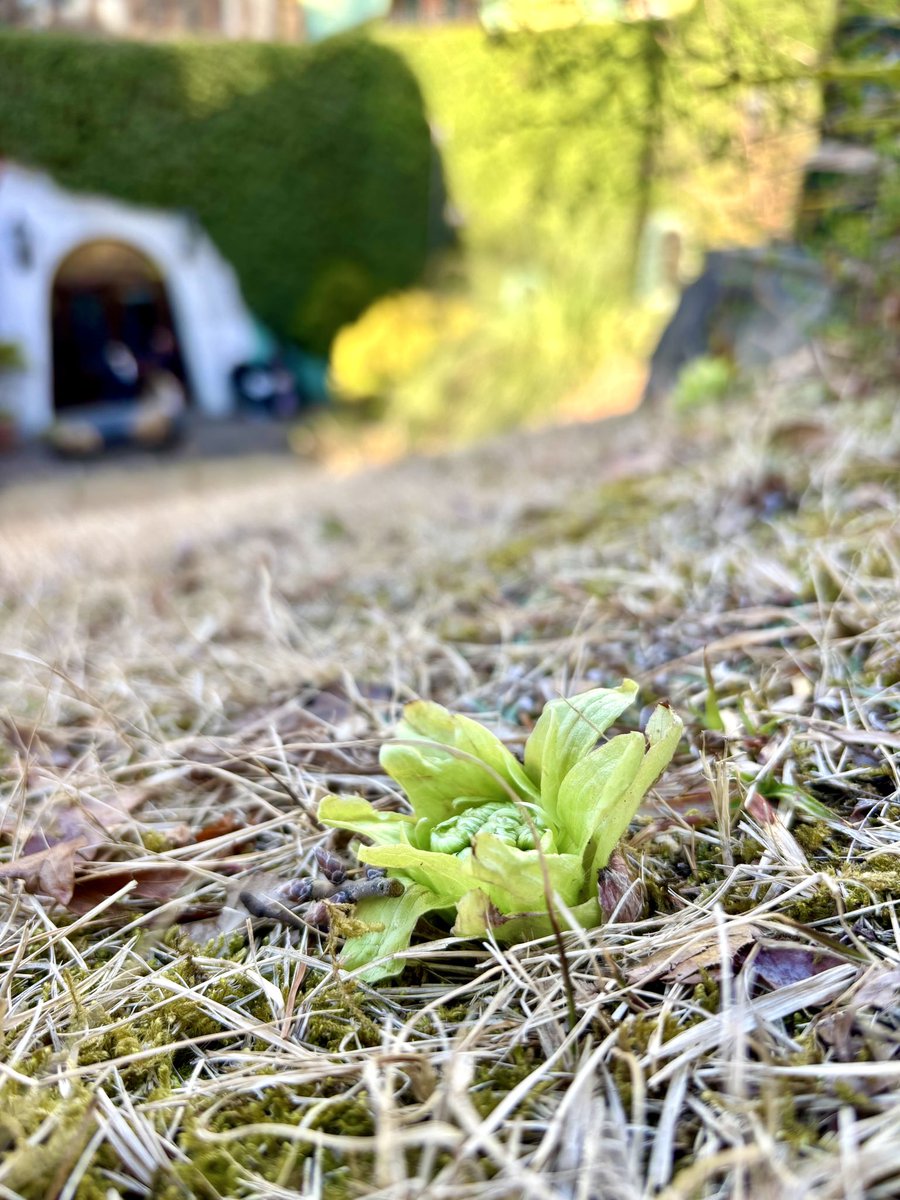 今年も早く会いたいなあと待ち望んでいたあの子が、ついに来ました。

ふきのとう。