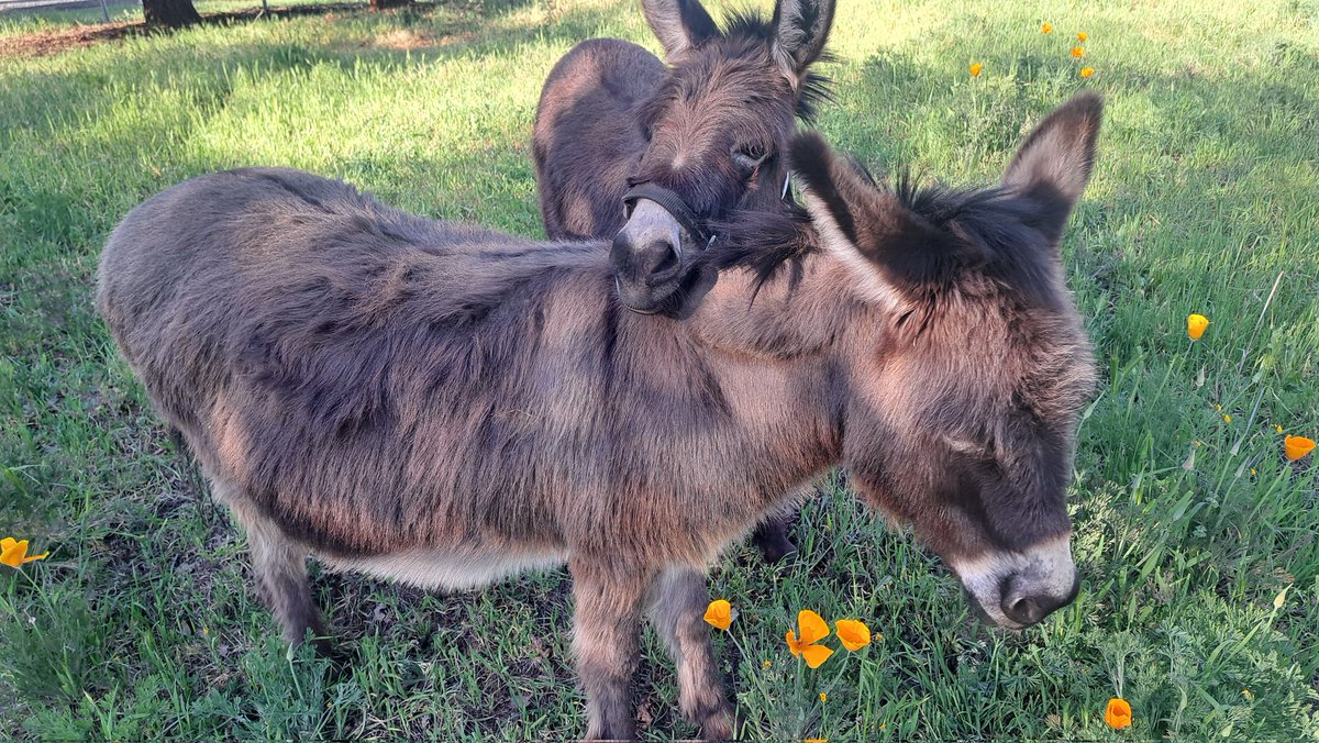 Drake The Drake tweet media