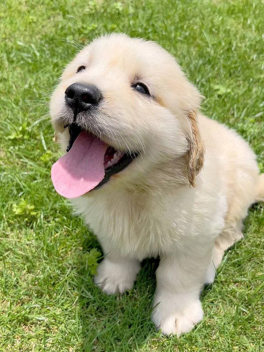Buteera5's tweet photo. "Pawsitively obsessed with my fur baby Nothing beats coming home to that wagging tail u0026 warm cuddles. Pets = pure joy! #PetLove #FurBaby #PawParent" https://t.co/nhyeWb5FsZ