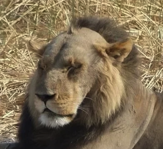 Dorian Develops tweet media