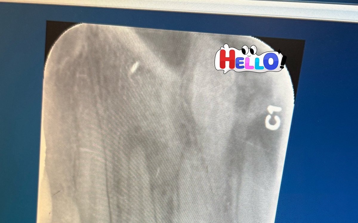 魚🐟（上岸版） tweet media