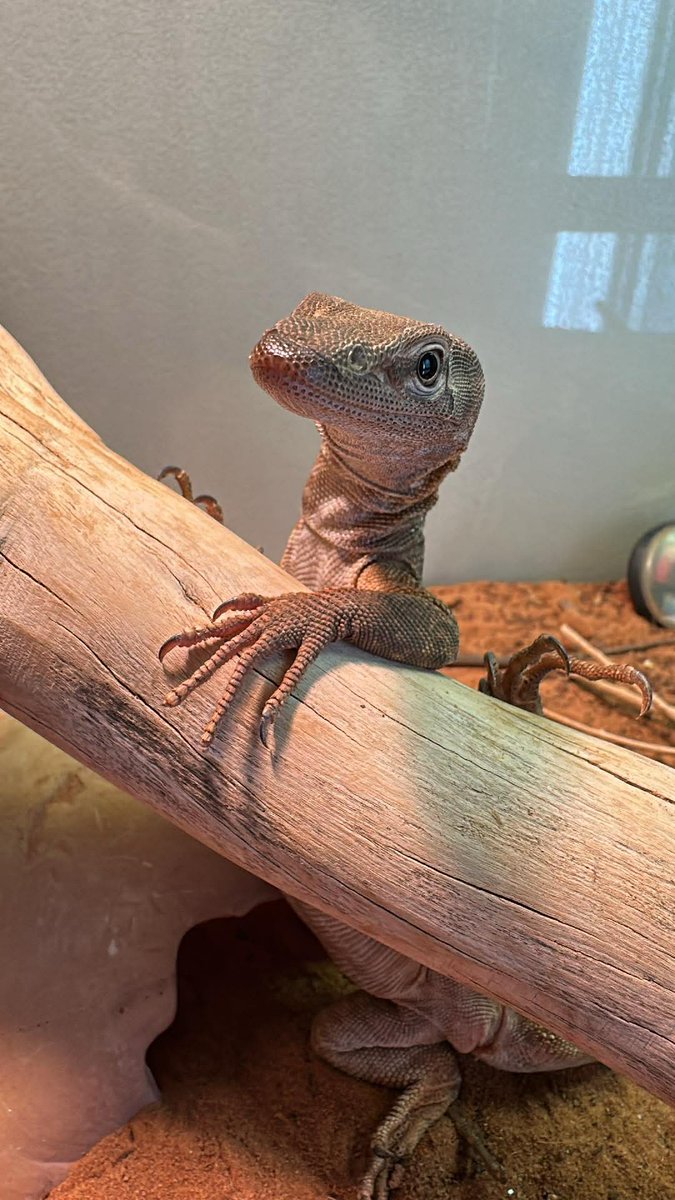 Mr Khan is shedding again 🦎