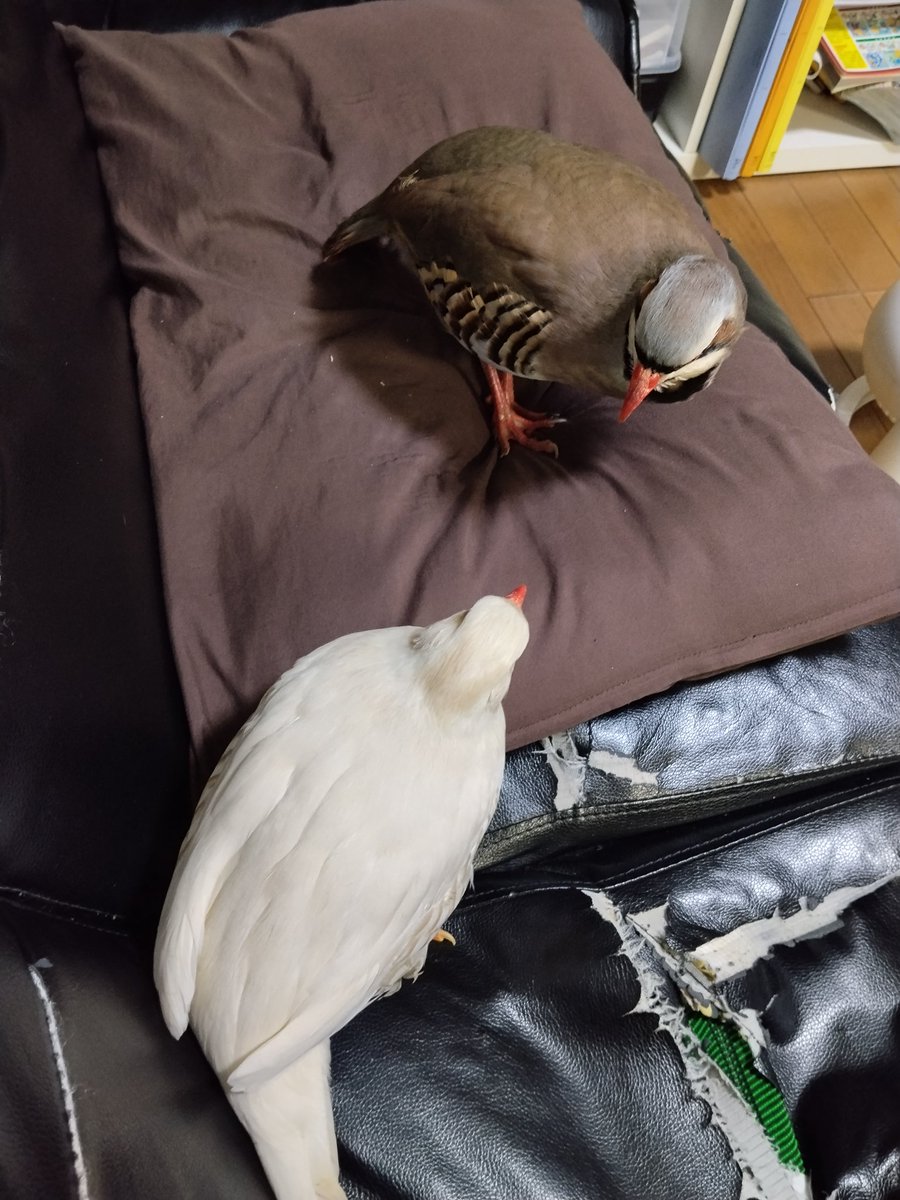 #TLを可愛い鳥でいっぱいにしよう