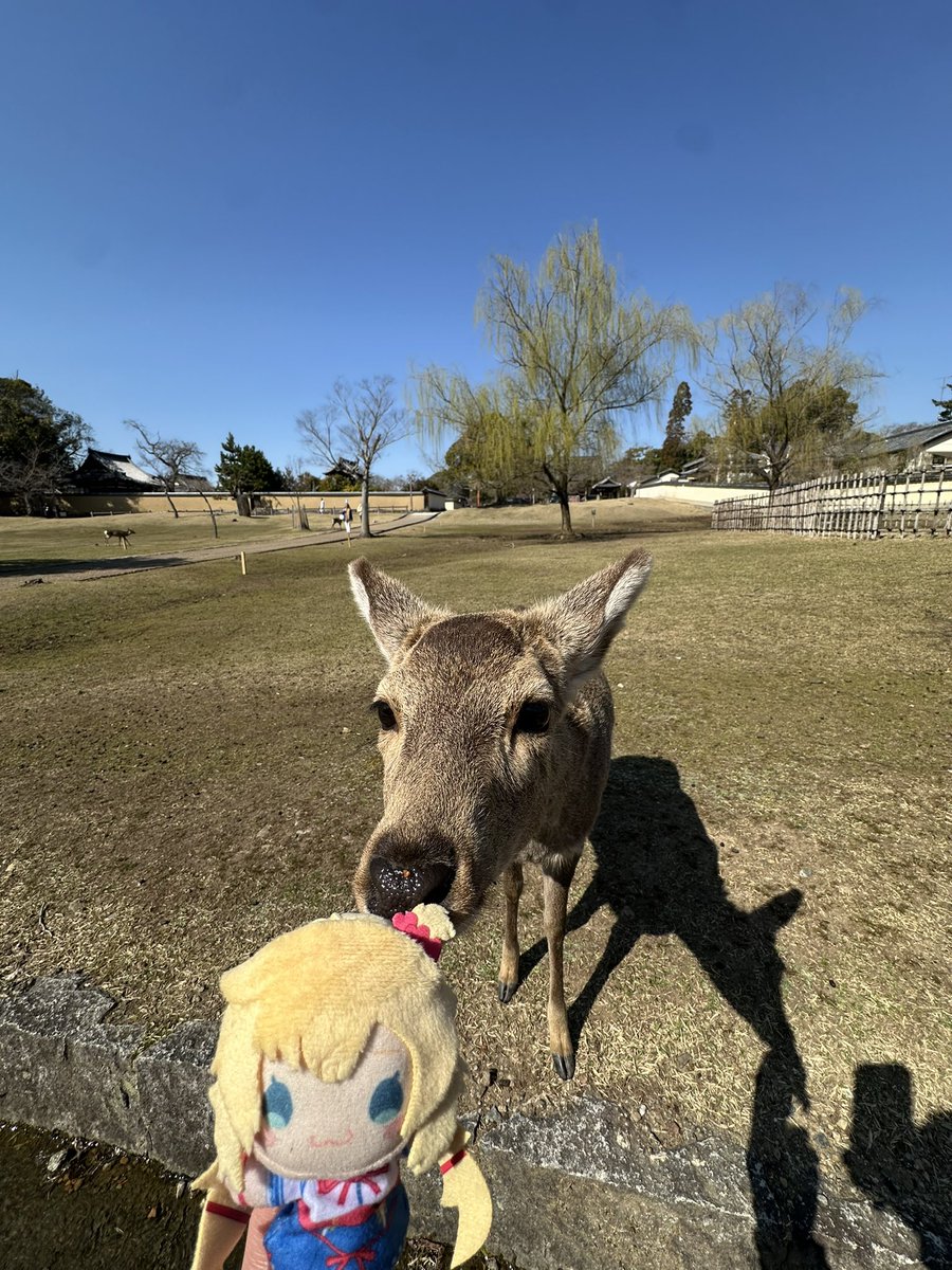 MonNov92's tweet photo. More Nara pics

#推し活はあとん日記 https://t.co/Wy4aU6d0Nm