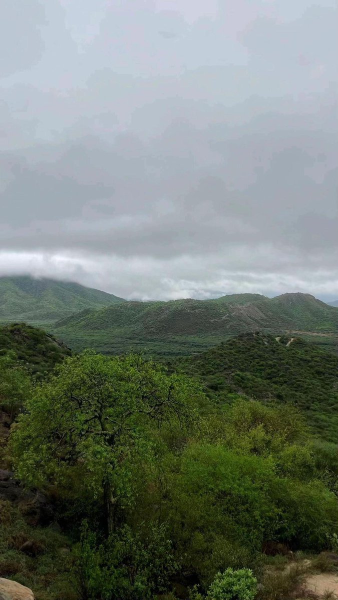 نافي tweet media