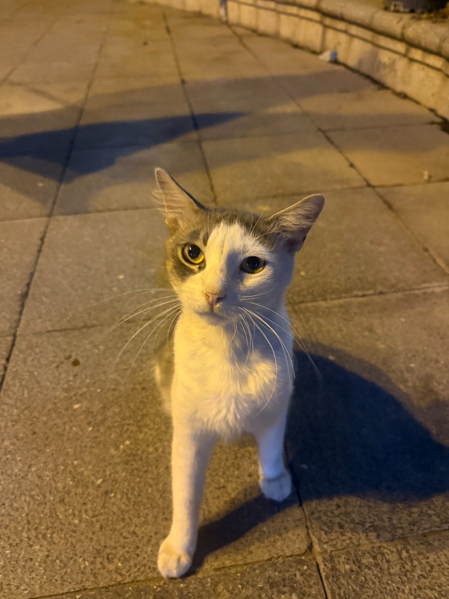 ✨Lucy Ainsley🌙 tweet media