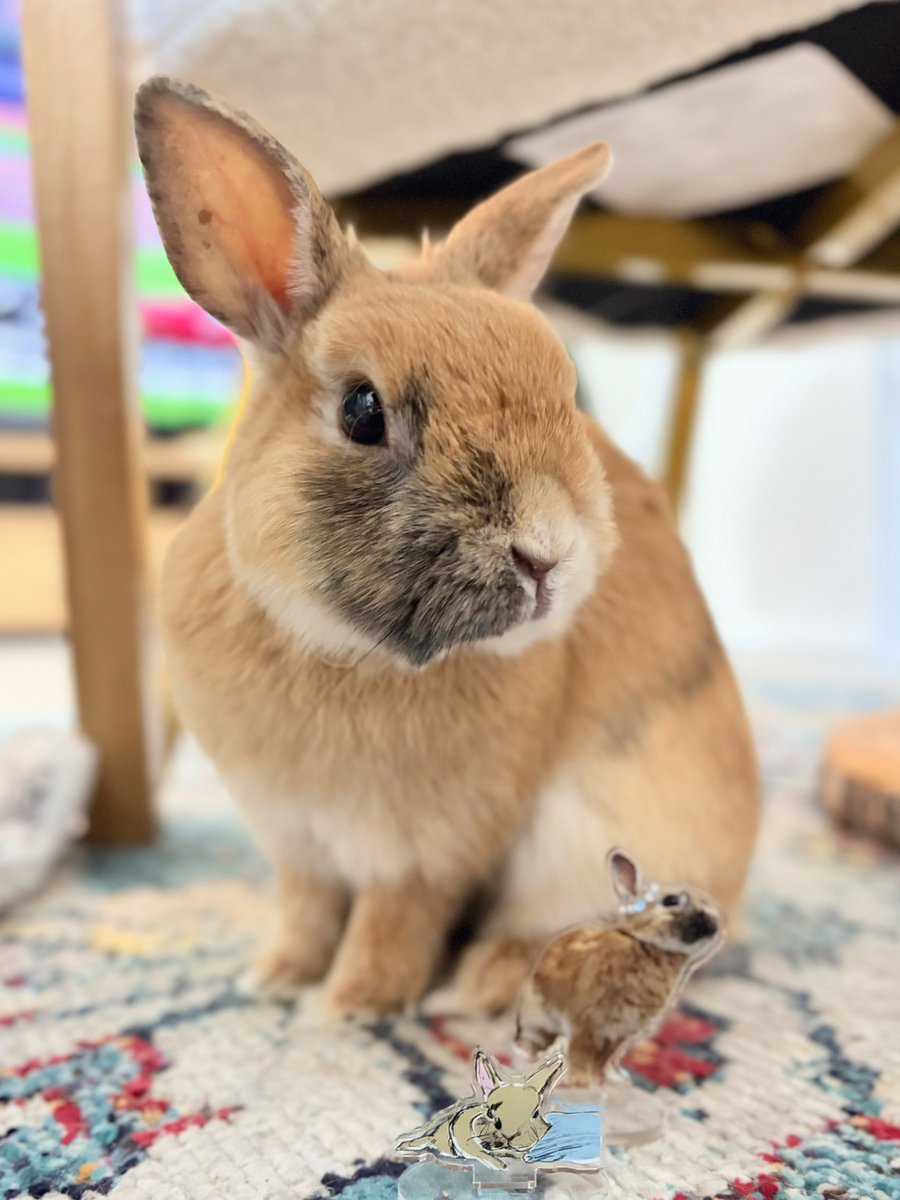 よっちぇく&きんむぎ tweet media