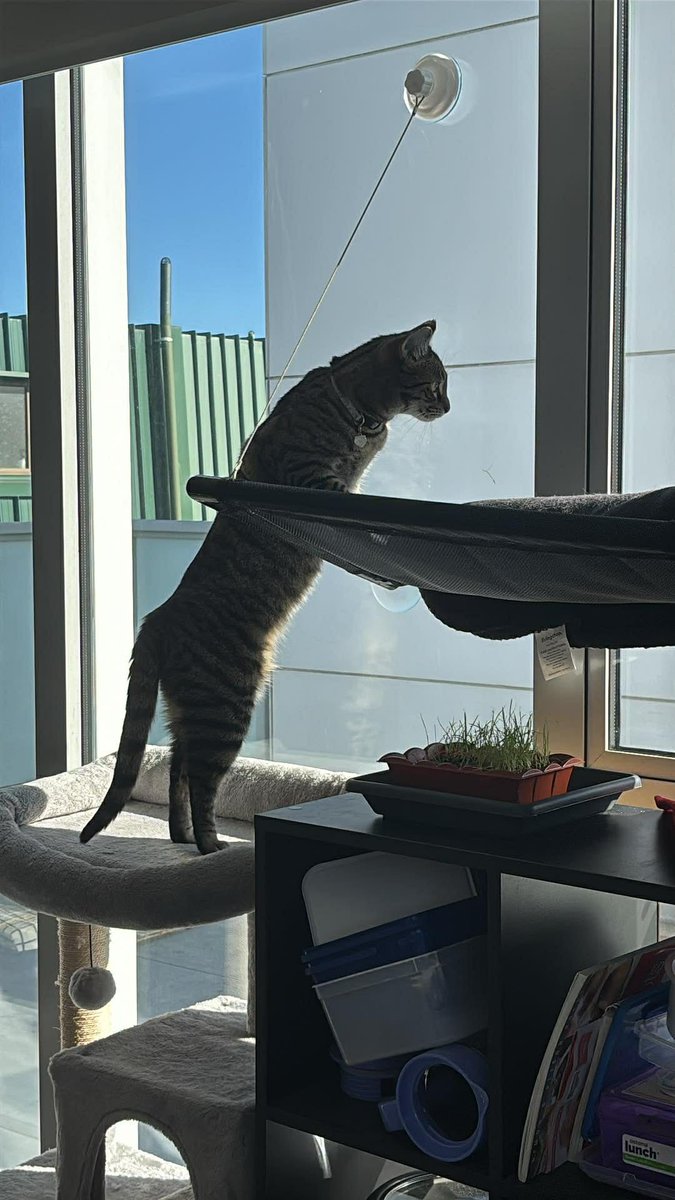 goodboypolly's tweet photo. @electrolemon Benny and Ravioli might be related??? https://t.co/D49Lq6w2C2