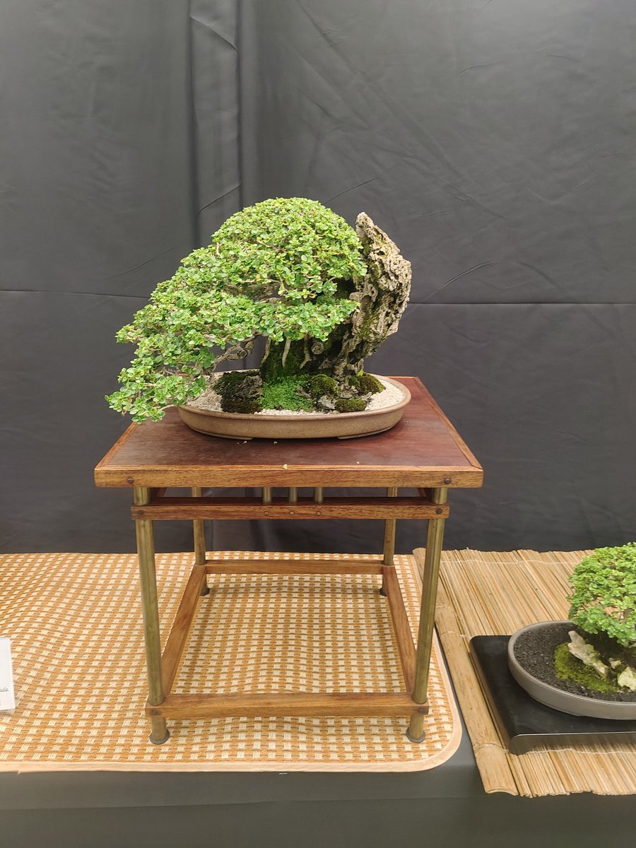 盆栽🙏✨