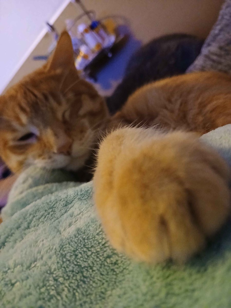 Pan Moran 🌑 EN VTuber tweet media