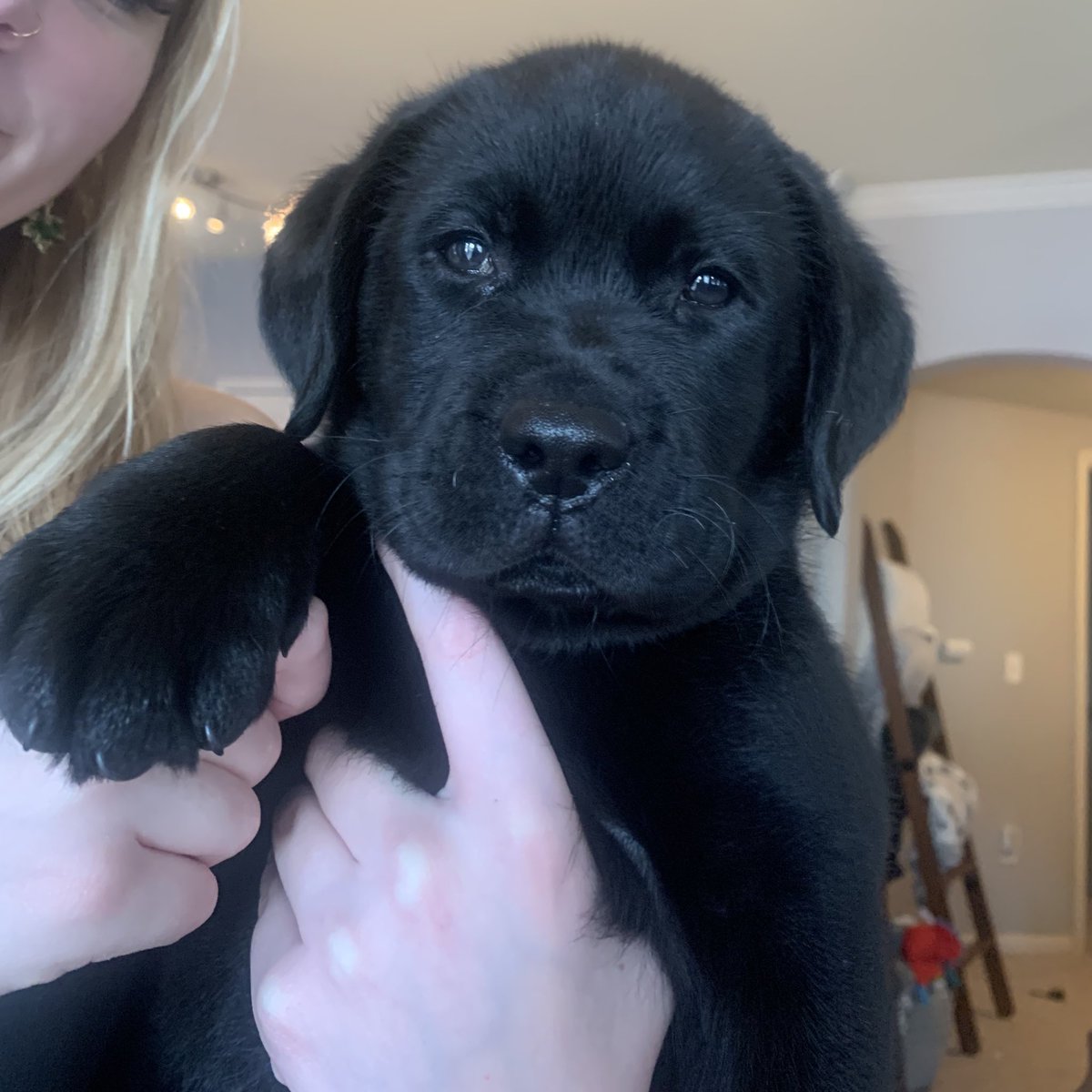 ee_elmore's tweet photo. @bryan_johnson I really love golden retrievers and labs 🐾 https://t.co/UFDVCSRgC2